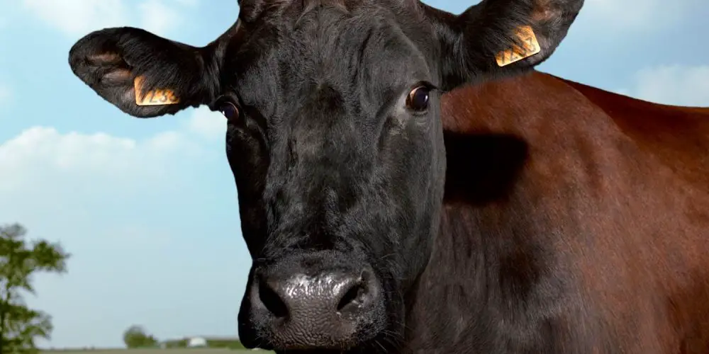 A l’occasion du Salon de l’Agriculture Paris devient la capitale mondiale de l’agriculture