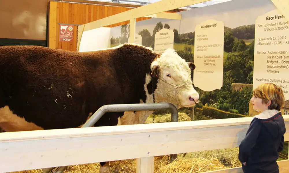 vache et enfant salon agriculture